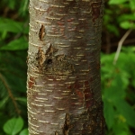 Betula pendula var. obscura